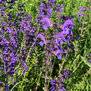 Salvia dei prati (Salvia pratensis) semi