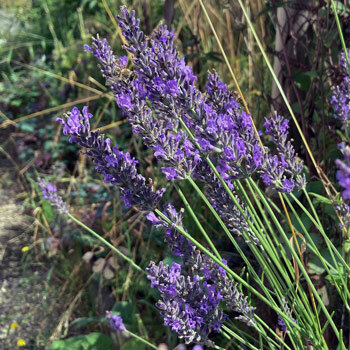 Lavanda con spighe di fiori viola su lunghi steli