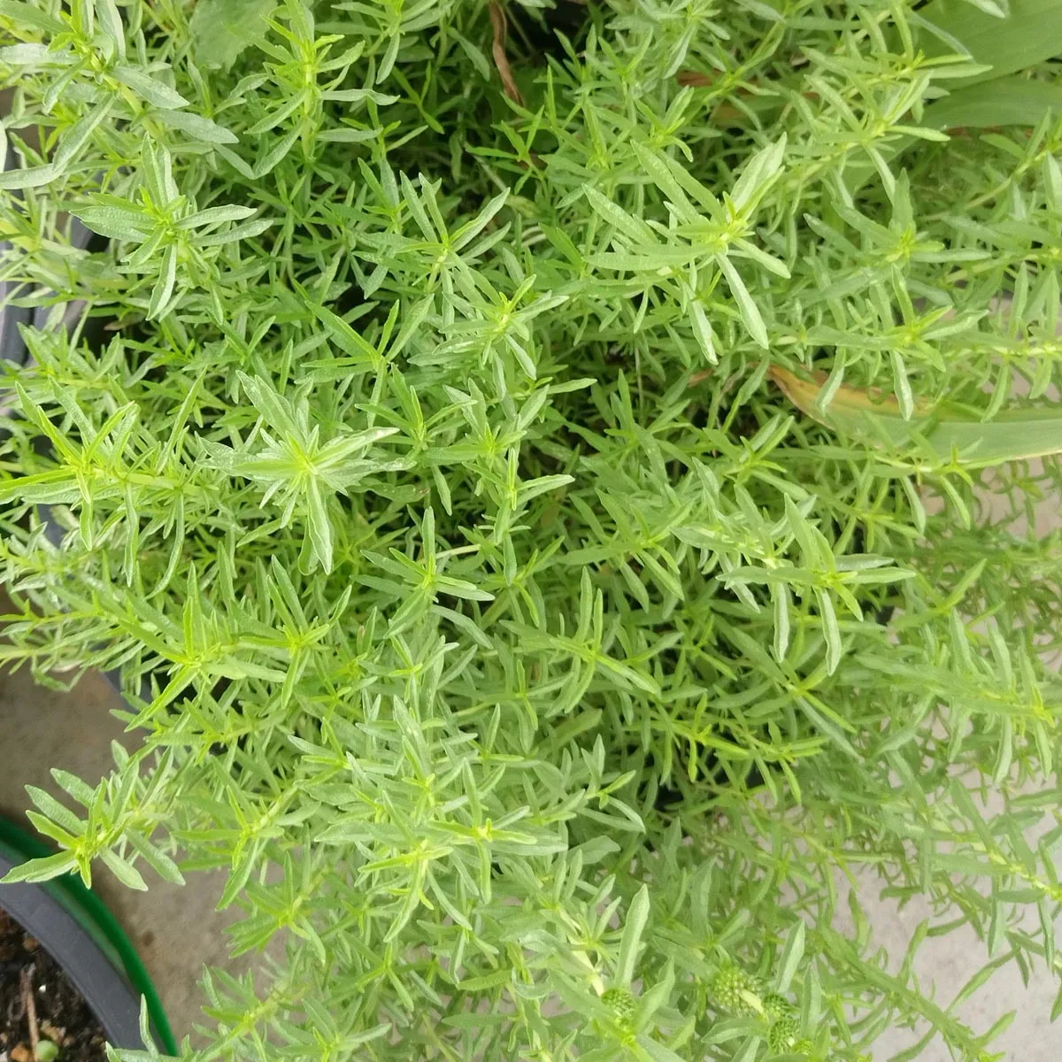 Hirsch-Minze / Cervinaminze (Mentha cervina) Bio Saatgut