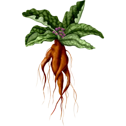 Mandragora