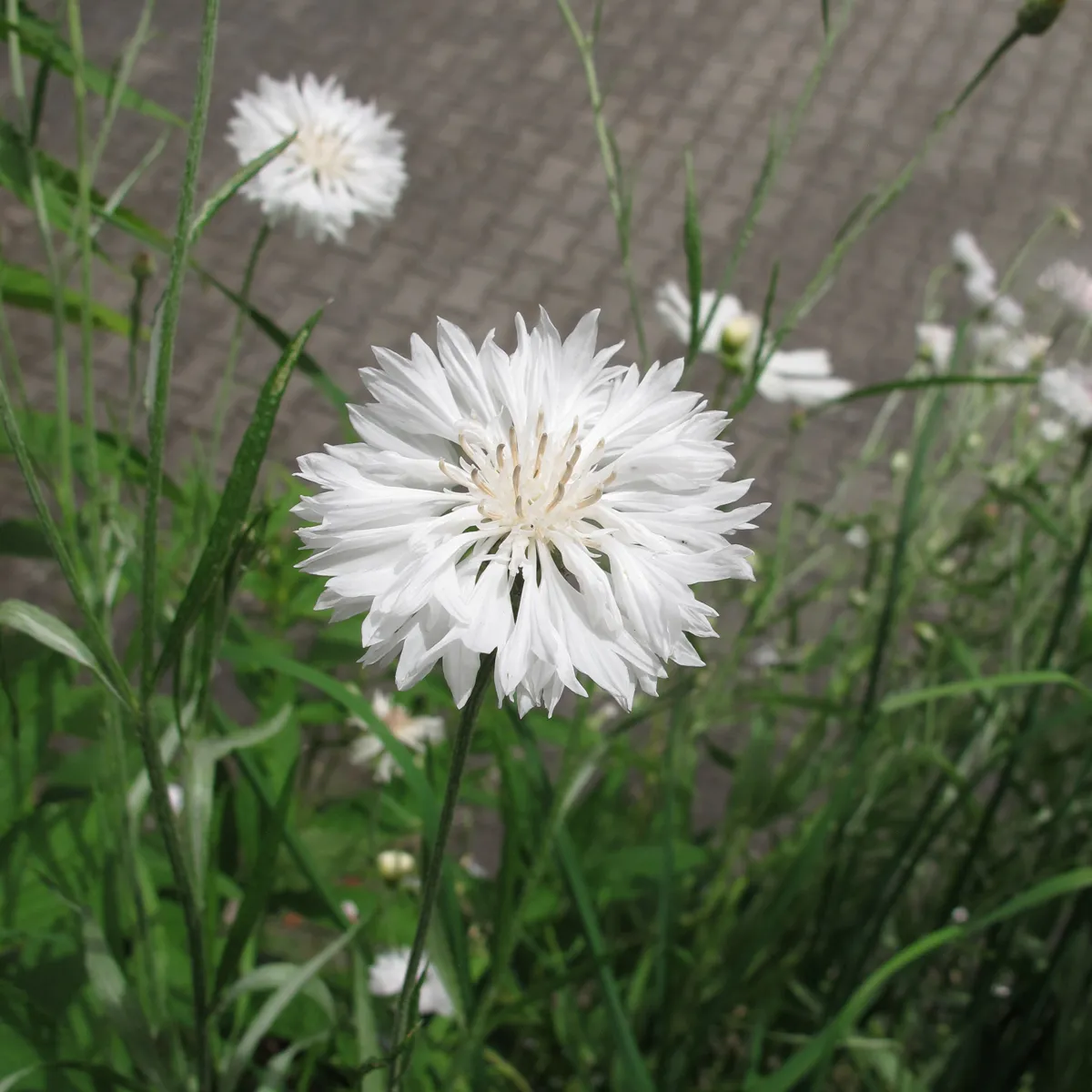 Weisse Kornblume 'White Ball' (Centaurea cyanus) Samen