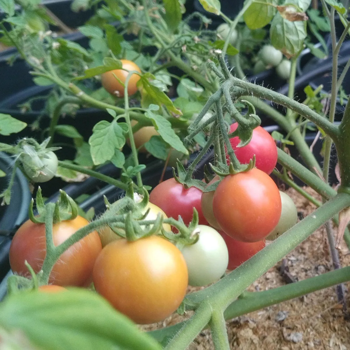 Tomate 'Gartenperle' (Solanum lycopersicum) Samen