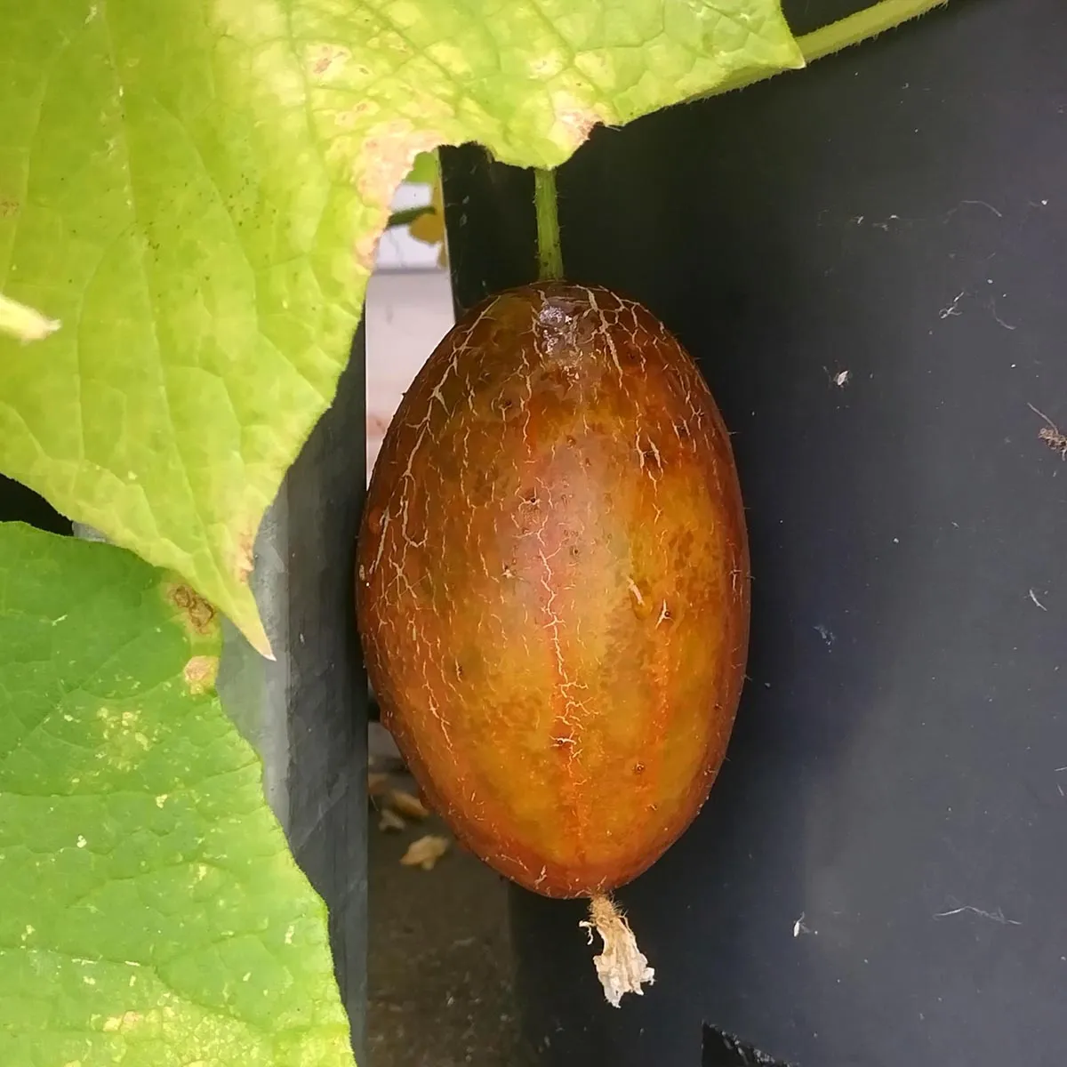 Russische Braune Netzgurke 'Brown Russian' (Cucumis sativus) Samen