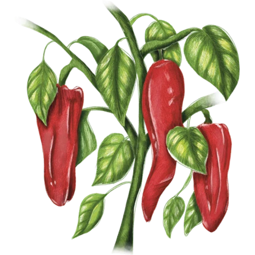 Peperoni