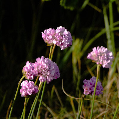 Armeria maritima (Armeria maritima) semi