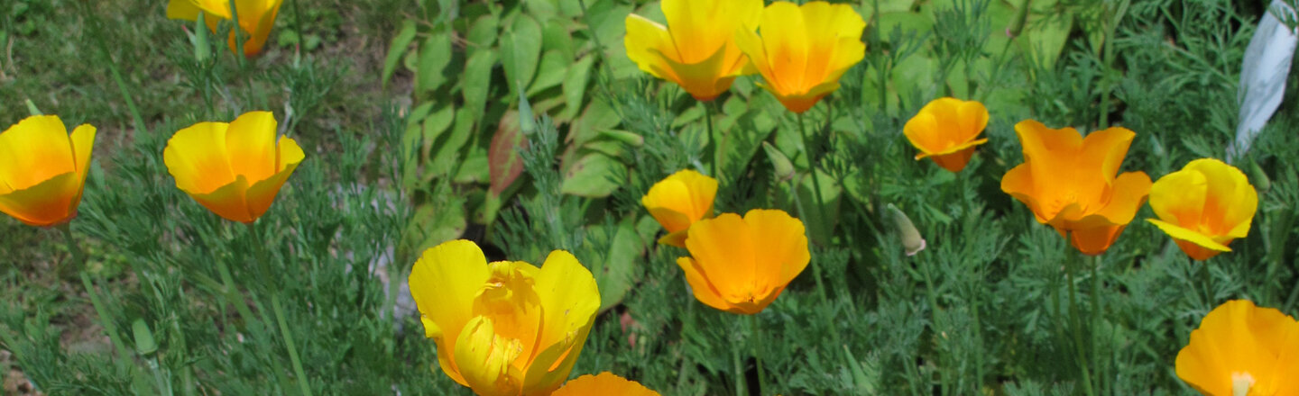 Papavero della California (Eschscholzia californica) in fiore giallo e arancione