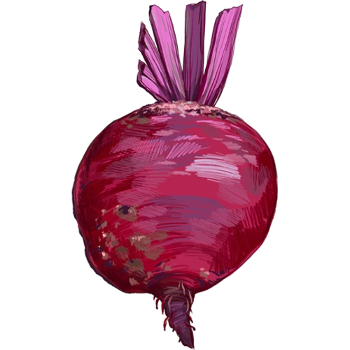 Barbabietole