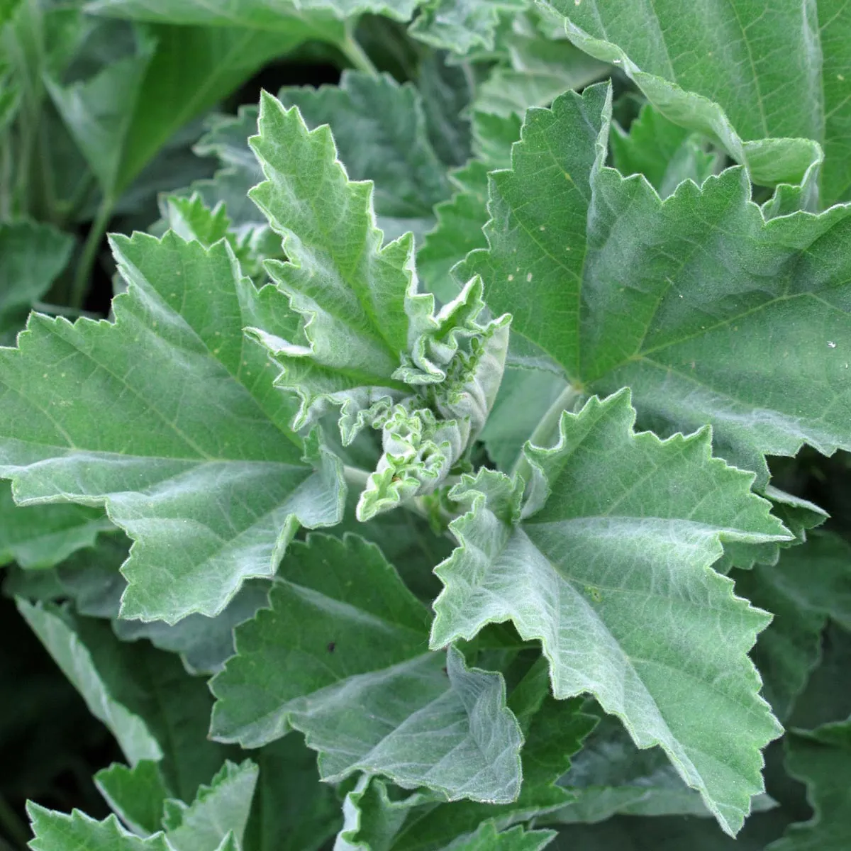 Echter Eibisch (Althaea officinalis) Samen
