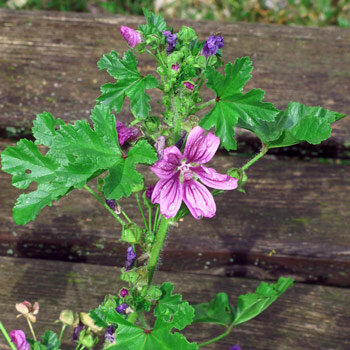 Malva con fiori rosa violacei striati davanti a una panca di legno