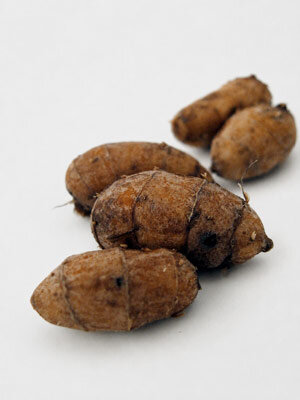 Tuberi dello zigolo dolce