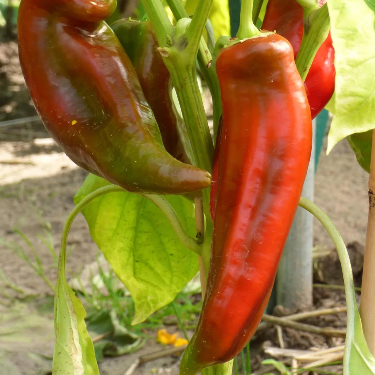 Scharfe Paprika 'Hegyes Erös' (Capsicum annuum) Samen
