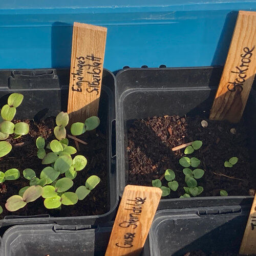 Piantine di semi a germinazione fredda in vasi con etichette di legno, come lunaria e malvone