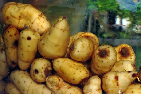 Tuberi di zigolo dolce raccolti