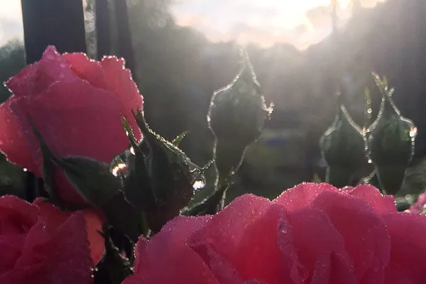 Rose in controluce