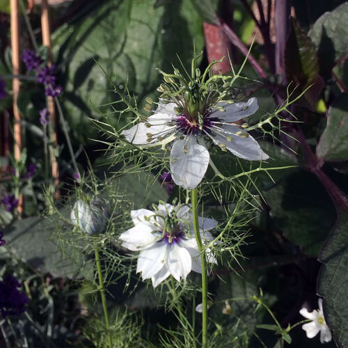 Damigella (Nigella damascena) bianca con brattee finemente divise
