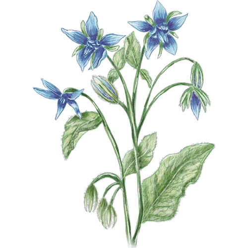 Varietà di borragine