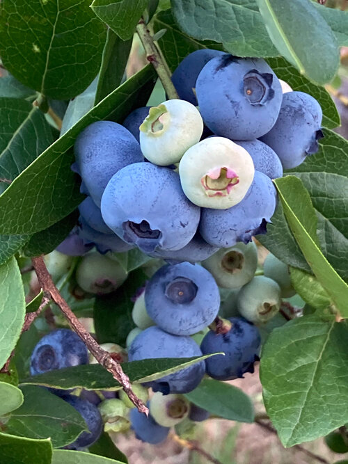 Mirtilli blu maturi e bacche chiare ancora acerbe sull'arbusto