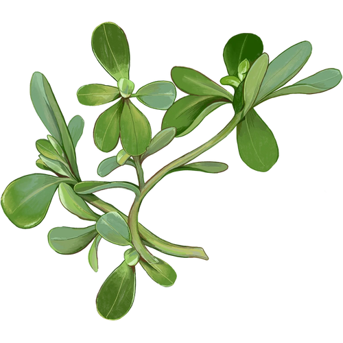 Varietà di portulaca
