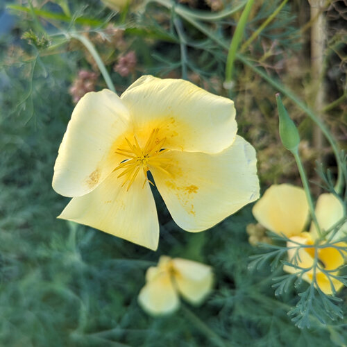 Papavero della California 'Chrome Queen' (Eschscholzia californica) con fiori giallo chiaro
