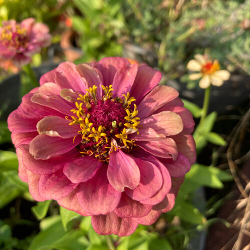 Zinnia rosa (Zinnia elegans) in piena fioritura