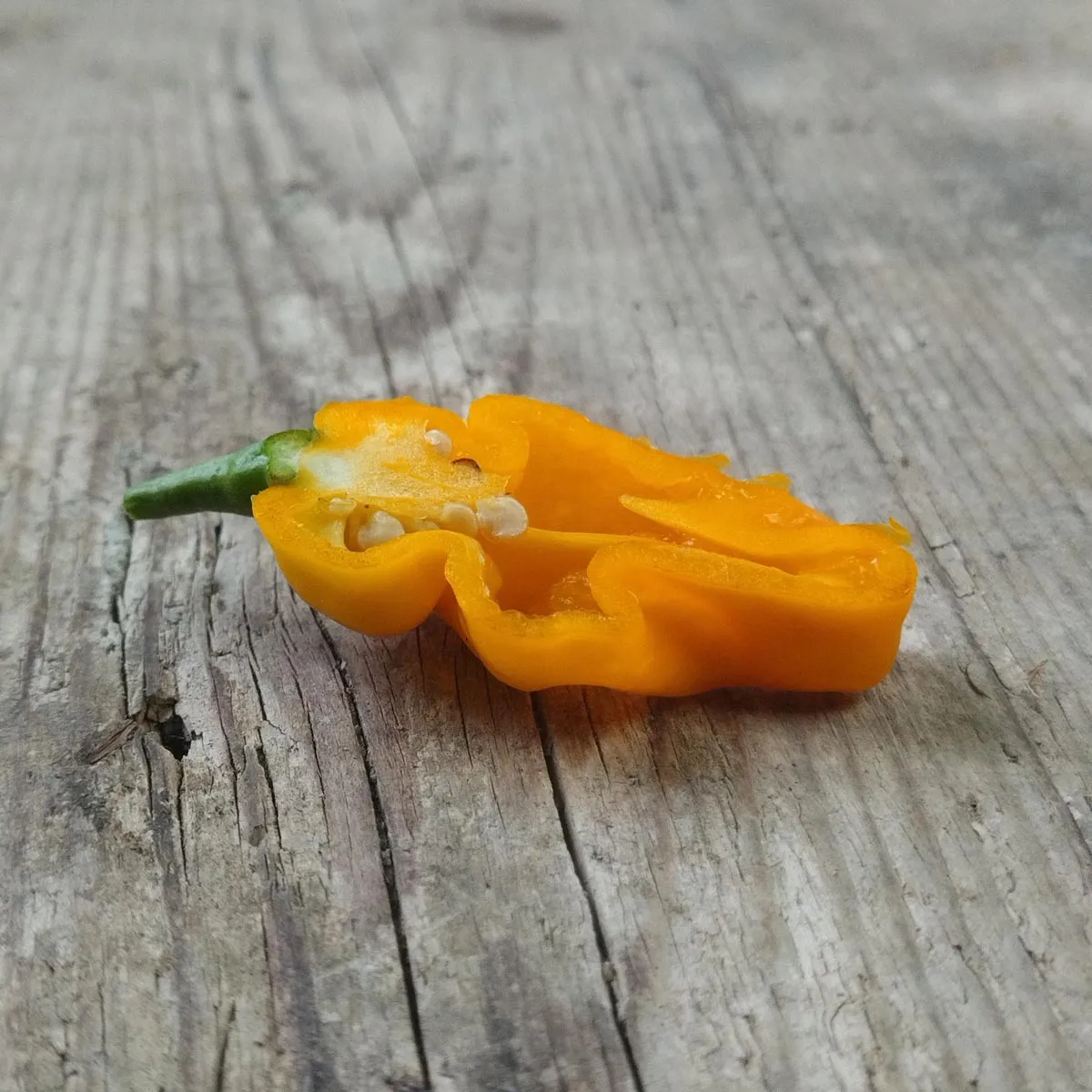 Milder Chili 'Trinidad Perfume' (Capsicum chinense ) Samen