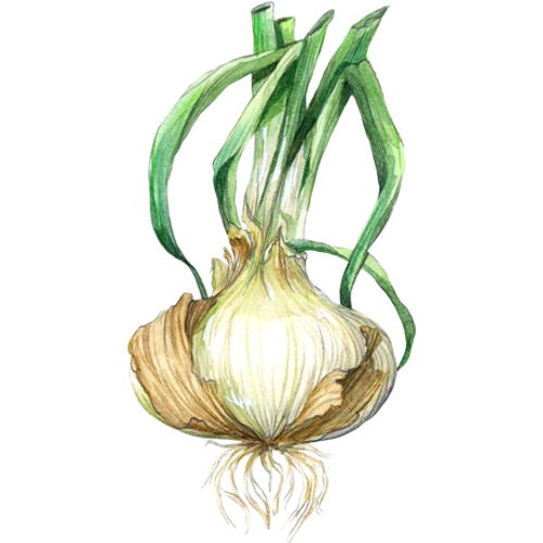 Cipolla