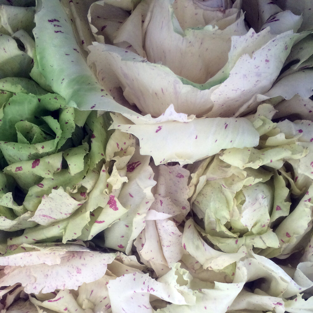 Radicchio 'Variegata di Castelfranco' con foglie verde chiaro e screziature rosse