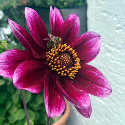 Dalia con fiore rosso porpora su cui un'ape raccoglie polline