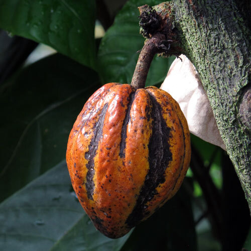 Frutto di cacao maturo arancione sul tronco dell'albero