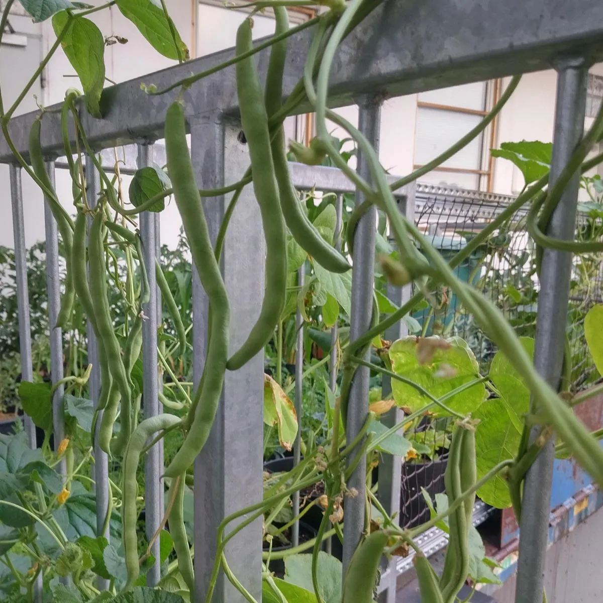 Stangenbohne 'Neckarkönigin' (Phaseolus vulgaris) Bio Saatgut