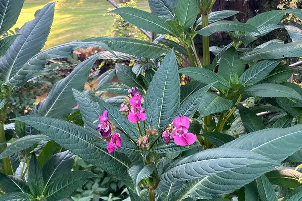 Balsamina ghiandolosa in fiore
