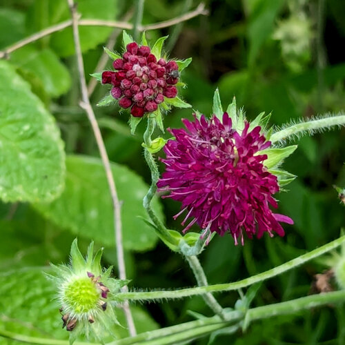 Vedovella selvatica (Scabiosa atropurpurea) con fiore rosso vino e bocciolo