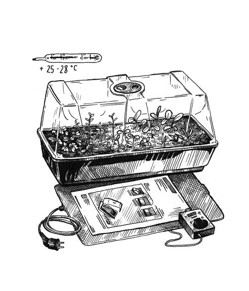 Disegno: piantine in una mini serra su tappetino riscaldante con termostato a +25-28 °C