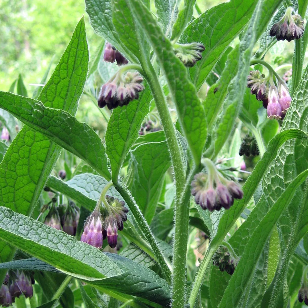 Echter Beinwell (Symphytum officinale) Bio Saatgut