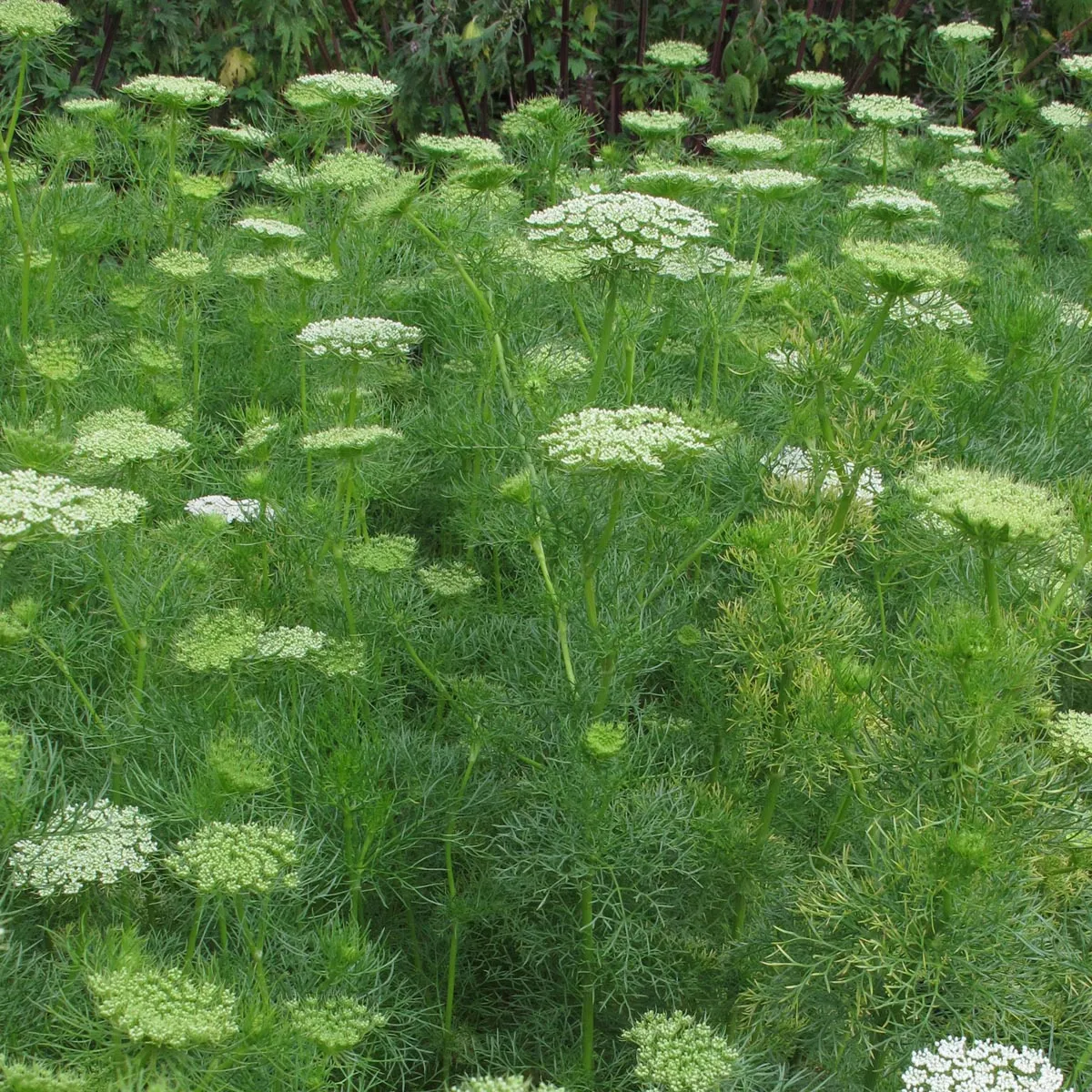 Bischofskraut / Zahnstocher-Ammei (Ammi visnaga) Samen