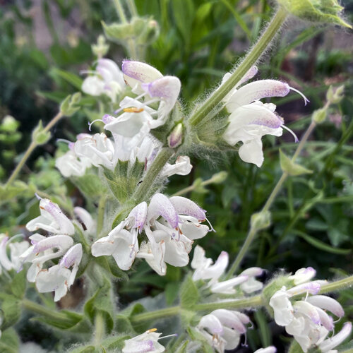 Fiori bianchi e pelosi della salvia argentea (Salvia argentea)