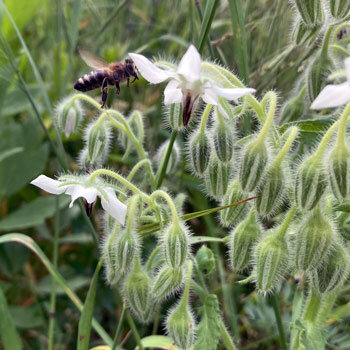 Borragine bianca 'Alba' (Borago officinalis) con un'ape in volo