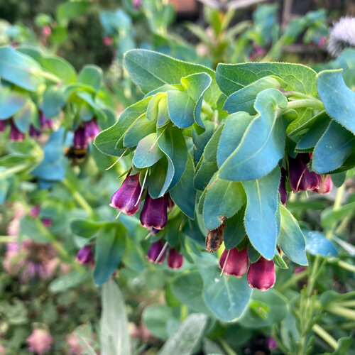 Erba vajola maggiore (Cerinthe major) con fiori a campana viola e foglie verdazzurre
