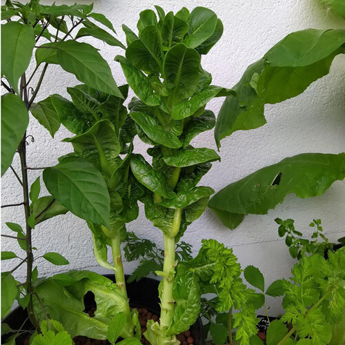 Lattuga asparago con fusto spesso e ciuffo di foglie in vaso