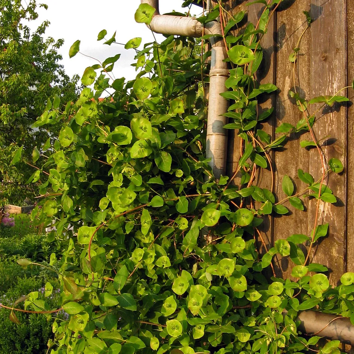 Wald-Geißblatt (Lonicera periclymenum) Samen