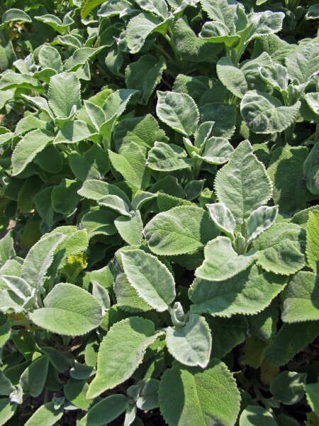 Salvia Del Bosco - Sclareo Balcanico - Salvia Nemorosa - Oltre 25 - Foto 8