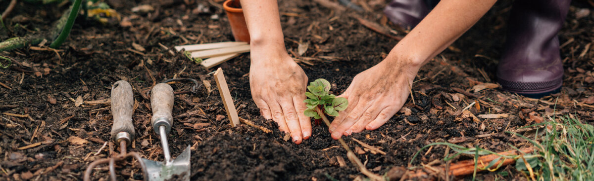 Benvenuti nel mondo di Magic Garden Seeds - Dove ogni seme racconta una storia - Benvenuti nel mondo di Magic Garden Seeds - Dove ogni seme racconta una storia - Le basi della nostra filosofia aziendale