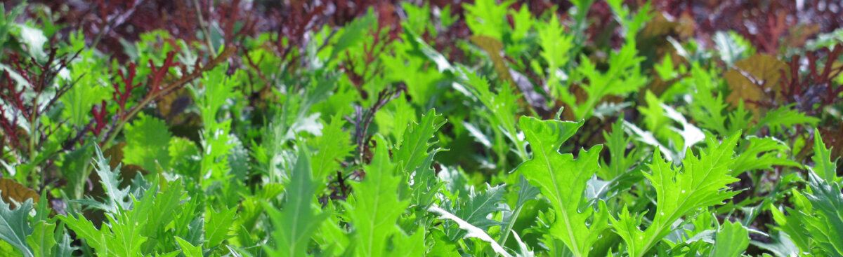 Dall\'asiatica agli spinaci: le verdure da insalata perfette per il tuo giardino - Dall\'asiatica agli spinaci: le verdure da insalata perfette per il tuo giardino