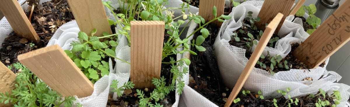Precoltivazione: come far crescere piantine robuste per il giardino - Precoltivazione: come far crescere piantine robuste per il giardino