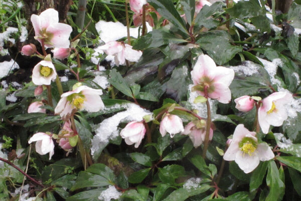 Colori nel gelo: il misterioso mondo delle fioriture invernali  - Colori nel gelo: il misterioso mondo delle fioriture invernali 