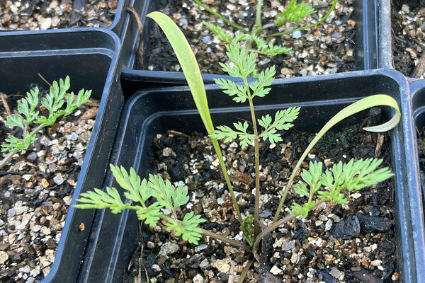 Sciaridi nella precoltivazione - Cause, miti e rimedi efficaci  - Sciaridi nella precoltivazione - Cause &amp; consigli