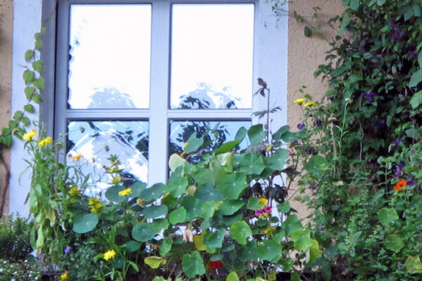 Balcone a nord, sud, est o ovest? Come trovare le piante giuste per la tua posizione - Balcone a nord, sud, est o ovest? Trovare le piante giuste