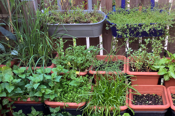 Quali vasi sono adatti per il balcone e a cosa devi fare attenzione? - Vasi per il balcone: Dimensione, Materiale e Consigli