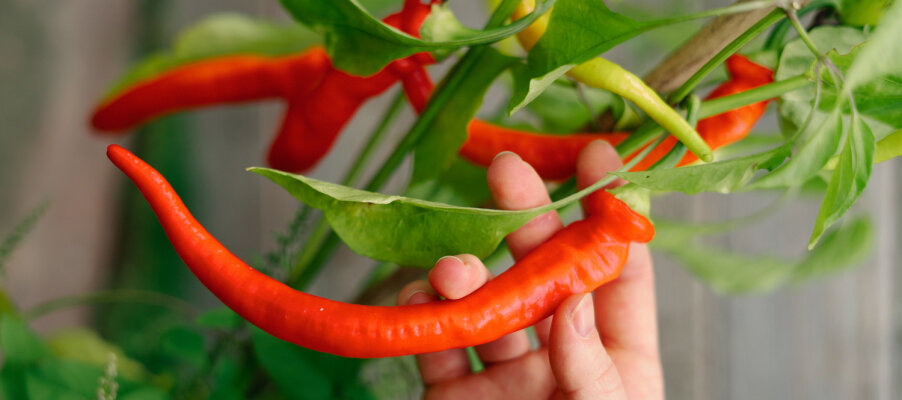 Propagare con successo peperoni e peperoncini - Propagare con successo peperoni e peperoncini: la tua guida per un raccolto abbondante