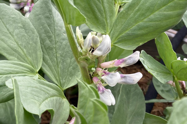 Perché le mie fave sono piene di afide nero della fava?  - Afidi neri sulle fave: che cosa aiuta?